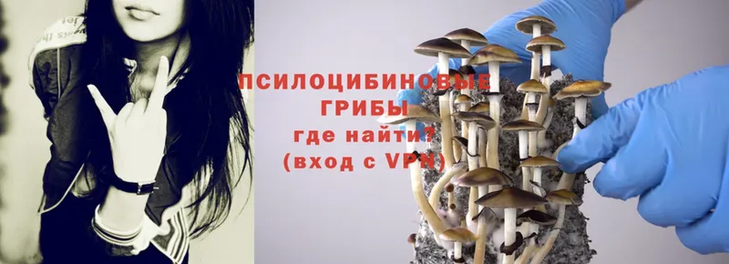 как найти   Узловая  shop Telegram  Галлюциногенные грибы прущие грибы 
